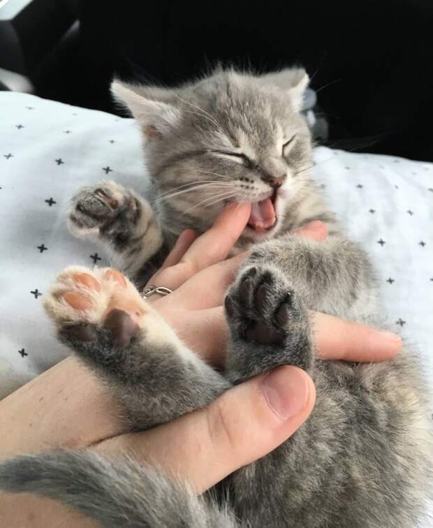 Без кота и жизнь не та
