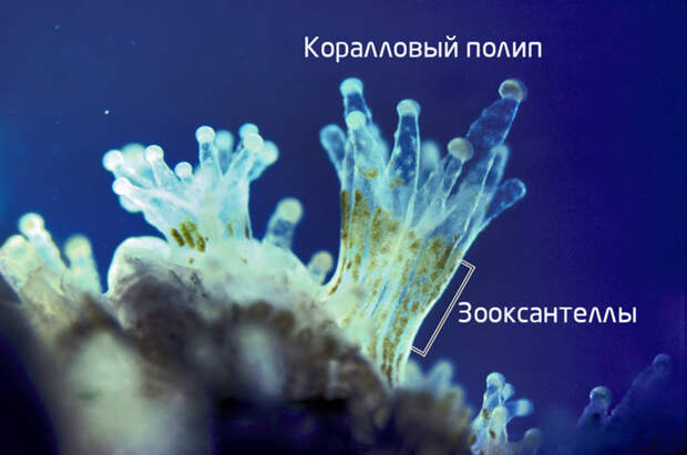 Крошечные сожители коралловых полипов — зооксантеллы