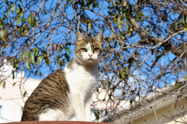 В Ялте начали строить двухэтажный приют для кошек
