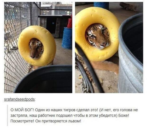 Весёлые комментарии из соцсетей
