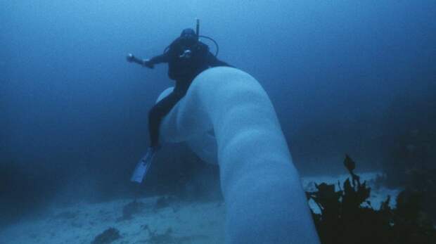Водолазы-любители на дне океана столкнулись с таинственным светящимся существом… Только взгляните на это!