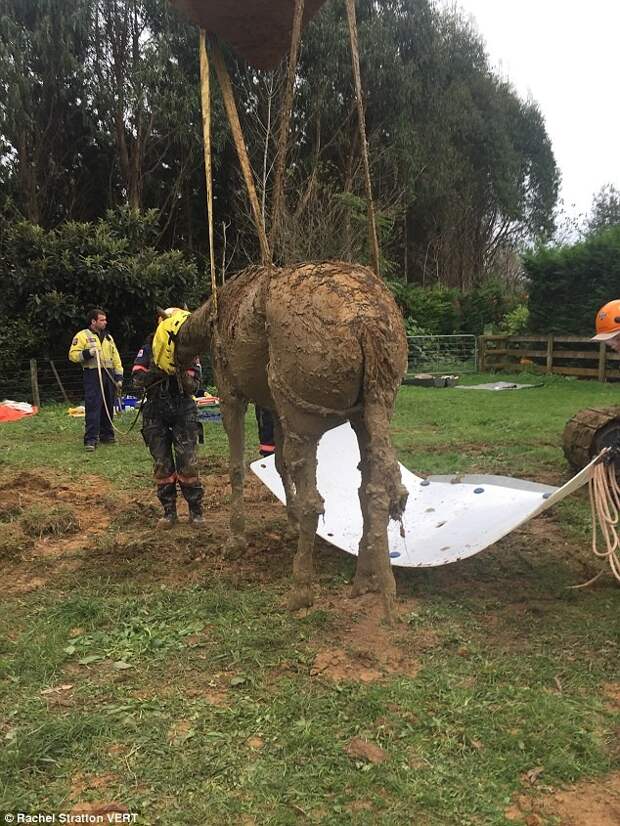 Для поднятия коня потребовался 12-тонный экскаватор конь, новая зеландия, спасение