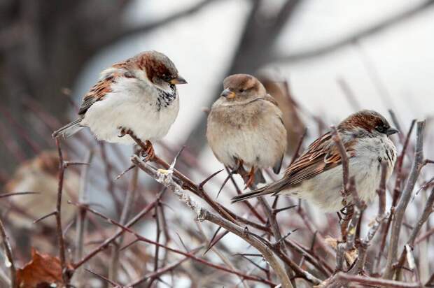 В Москве в ходе переписи насчитали 31 тыс. воробьев