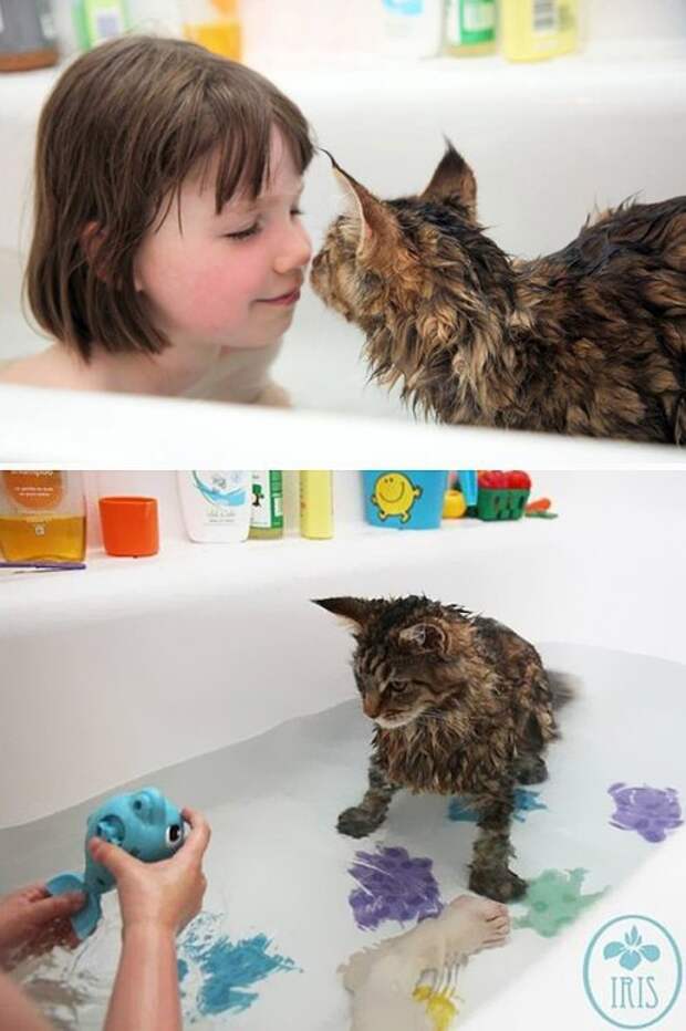 Неправильные коты  вода, кот