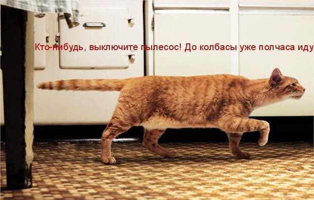 Животные в смешных котоматрицах (30 фото) Животные в смешных котоматрицах (30 фото)