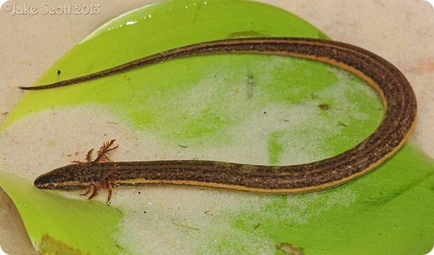 Южный карликовый сирен (лат. Pseudobranchus axanthus)