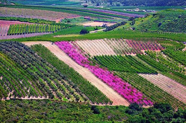 А это - не бескрайние холмы Тоскании, а цветущая Верхняя Галилея на севере Израиля Израиль, красиво, красивые места, природа, страны, страны мира, фото, фотограф