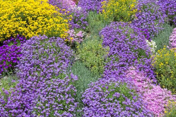 почвопокровное растение, фиолетовые цветы, луг, газон, поле