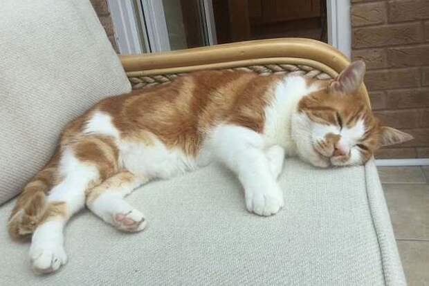 Потерявшийся котик вернулся к семье через 10 лет