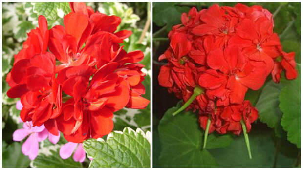 Слева пеларгония еще цветет, справа у нее уже сформированы плоды-коробочки, фото сайта www.pelargonium.ru