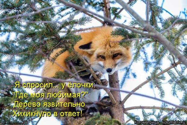 Лучшие котоматрицы недели (50 фото)