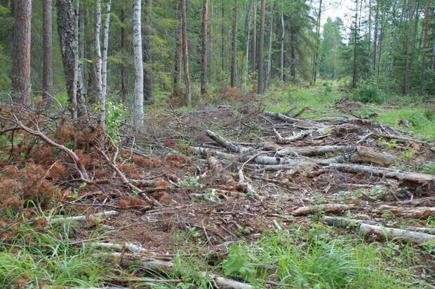Медведев ответил на вопрос про массовый вывоз леса в Китай.