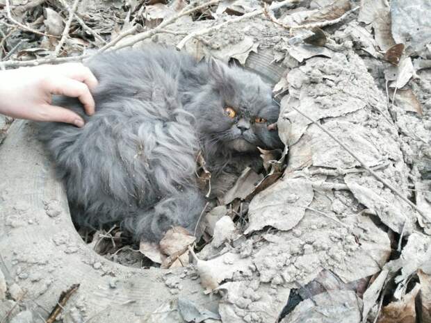 Шокированный кот забился в старое колесо и не двигался с места волонтер, истории спасения, кот, кошка, персидская кошка, персидский кот