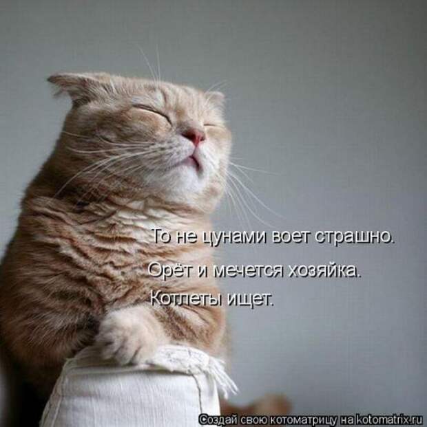 Котоматрицы(картинки с надписями)