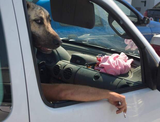 собака, автомобиль