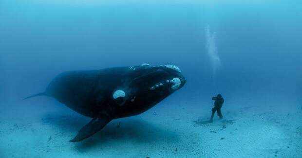 7 долгожителей нашей планеты (7 фото)