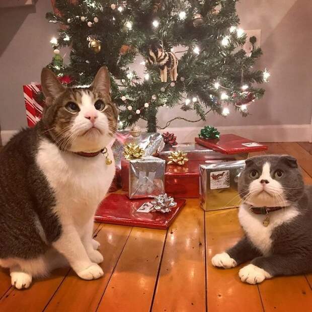 Косоглазый котик получил необычный подарок