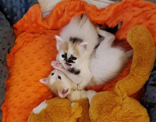 Без кота и жизнь не та