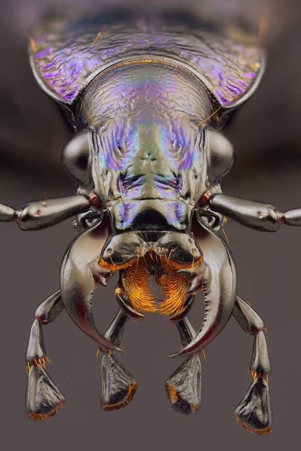 Умудренные жизнью жуки виды, красиво, лица, насекомые, природа, фото