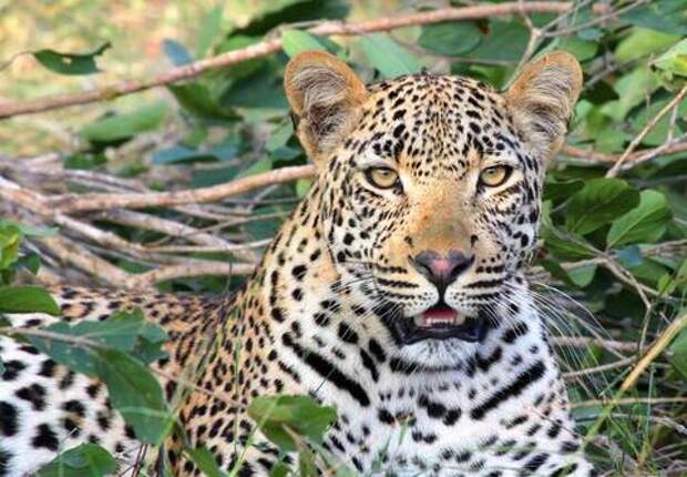 В Сочи трехлапая самка леопарда Олимпия снова родила котенка