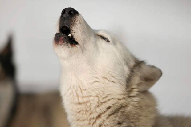 РЕН ТВ: волк, сбитый электричкой у станции "Роза Хутор", оказался хаски