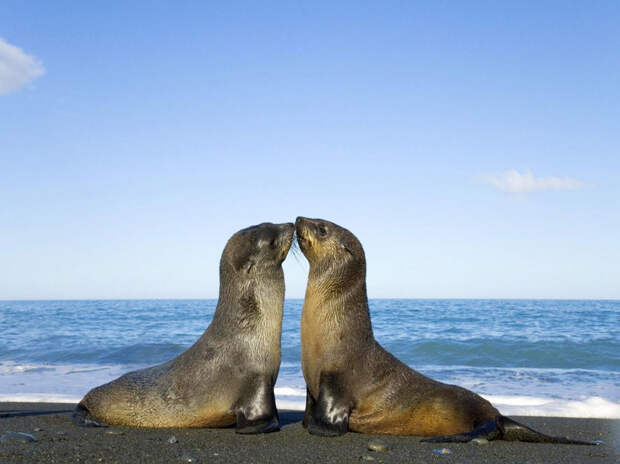 Kissing Animals
