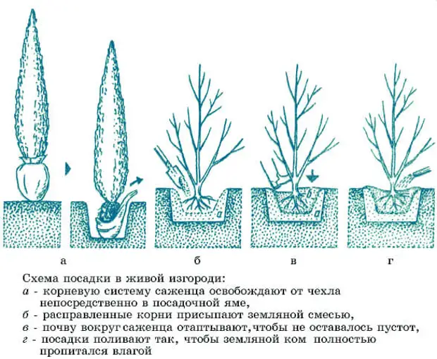 Живая изгородь из ели обыкновенной схема посадки