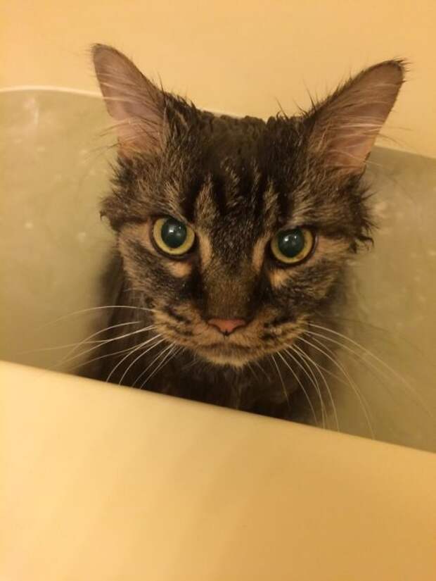 Неправильные коты  вода, кот