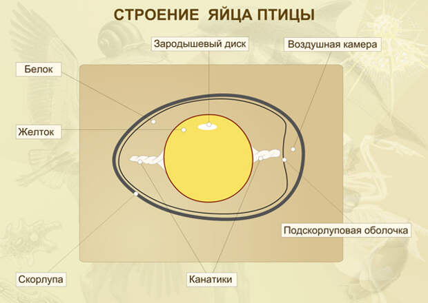 http://elementy.ru/images/faq/chicken-and-egg_fig3_600.jpg