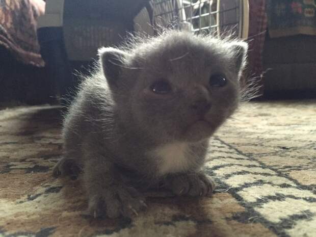 Немного про кота животные, коты
