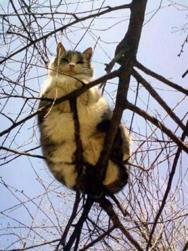 картинки
