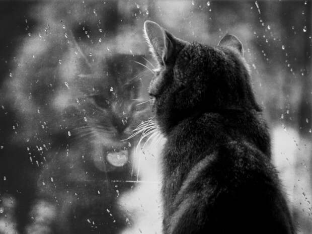 меланхоличные коты ждут хозяина у окна (14)