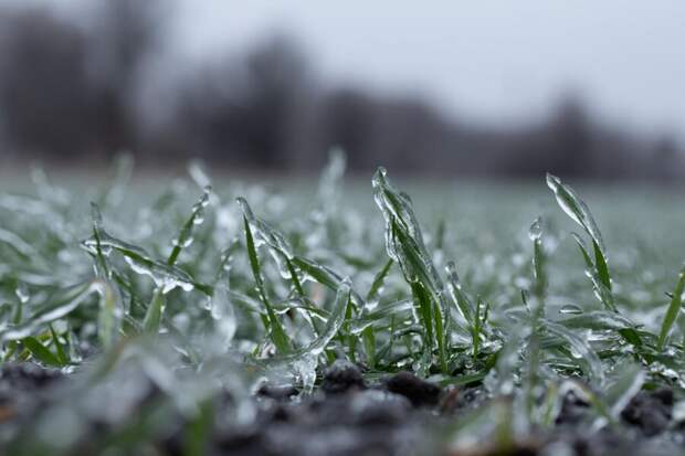 Ущерб от заморозков в Липецкой области оценили в 5% общей посевной площади