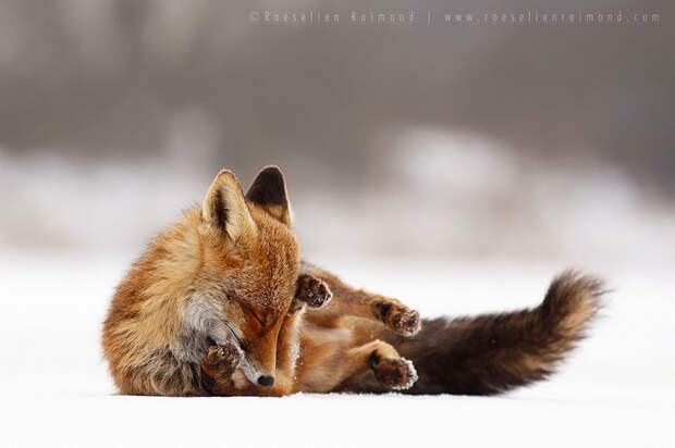 Непредсказуемые дикие лисы в фотографиях Розелин Реймонд-24