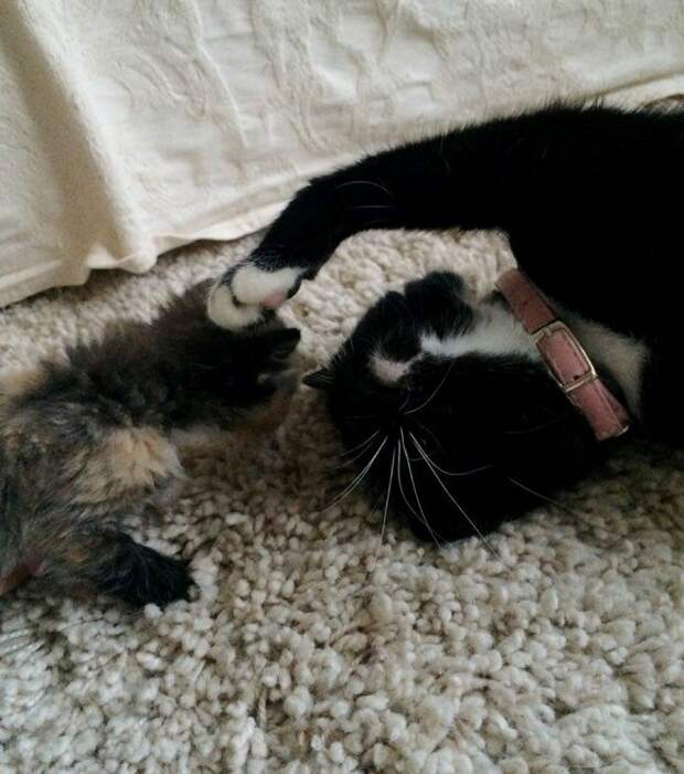 Без кота и жизнь не та