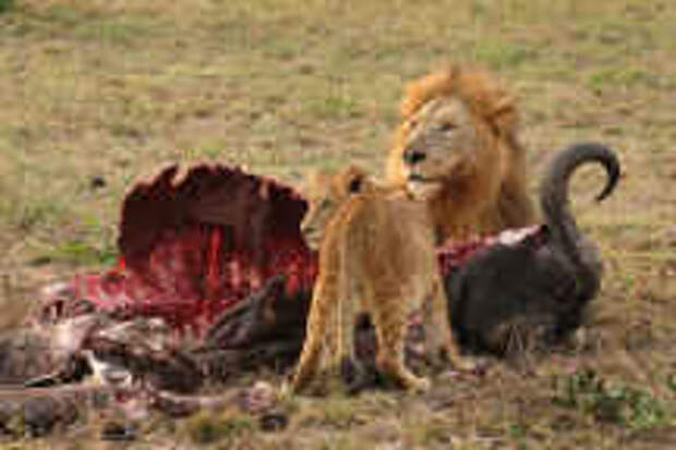 LionsOnCapeBuffaloCarcass1