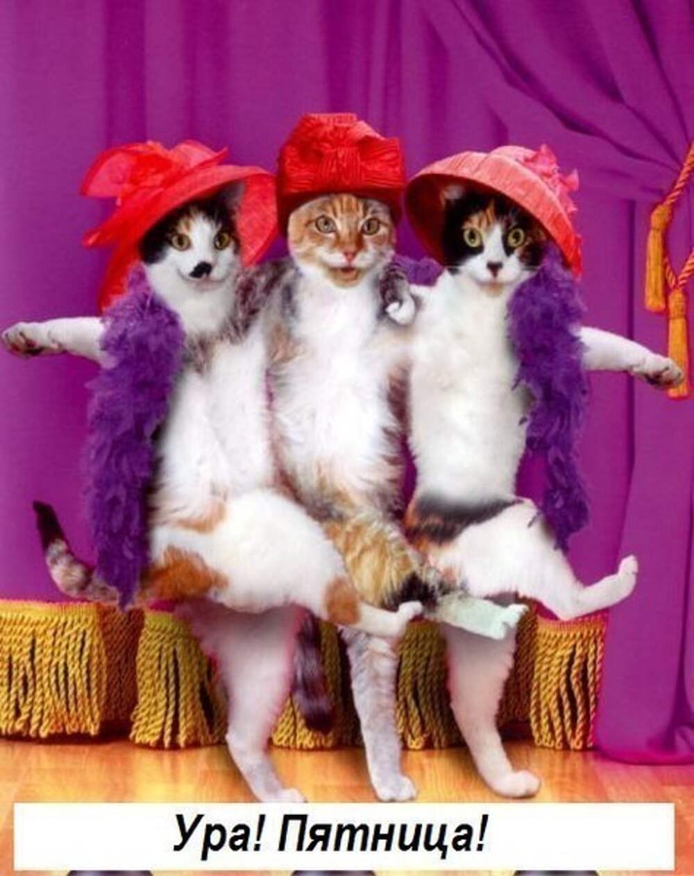 Три киса. Кошки. Три котенка смешные. Кошачья вечеринка. Кошки веселятся.