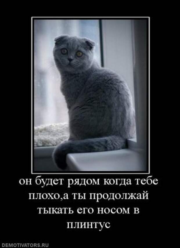 Продолжай плохой. Плинтус демотиватор. Кошку если потыкать он будет думать