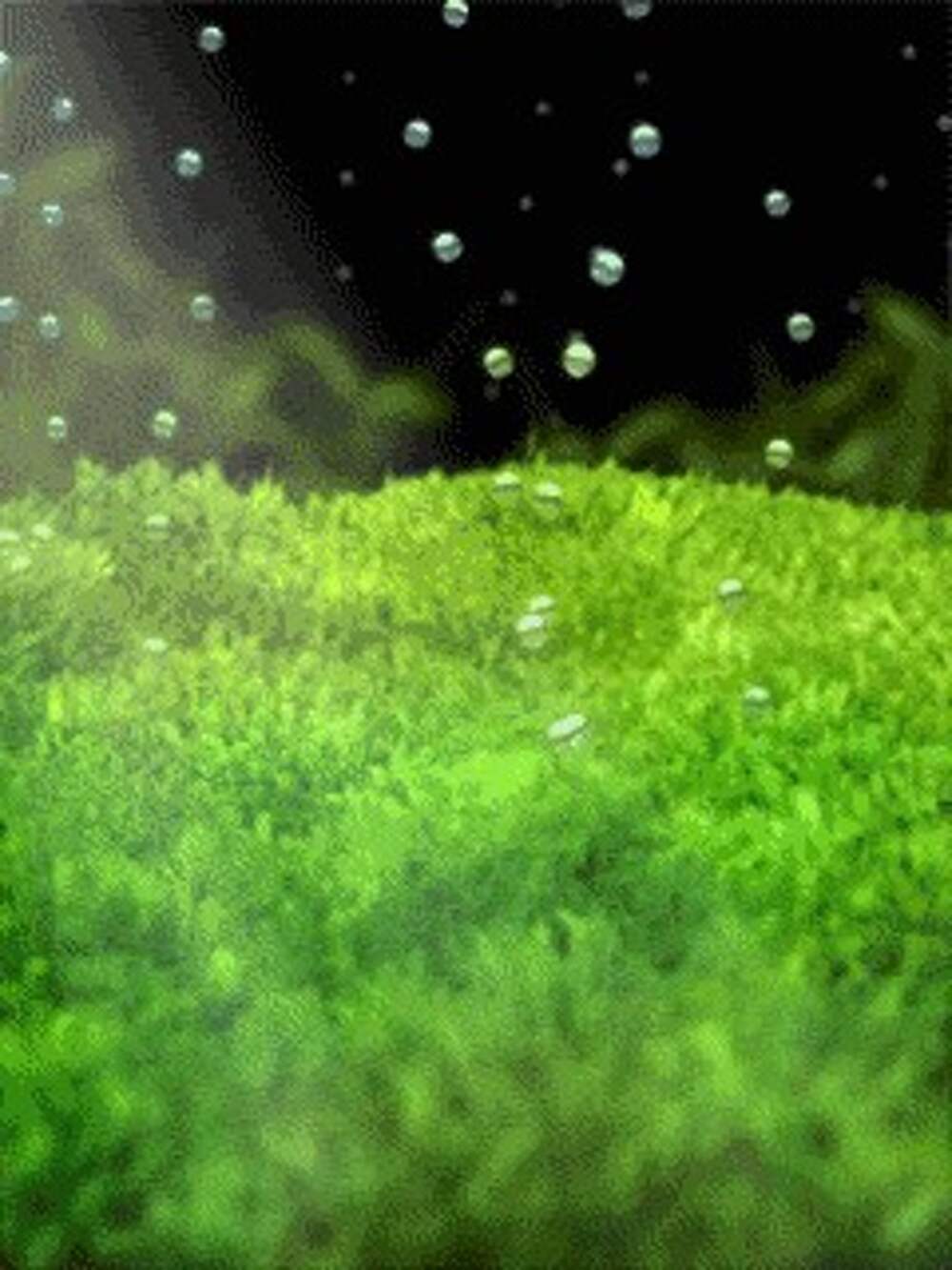 Водоросли гиф. Анимированные водоросли. Водоросли анимация. Водоросли gif. Зеленые водоросли анимация.