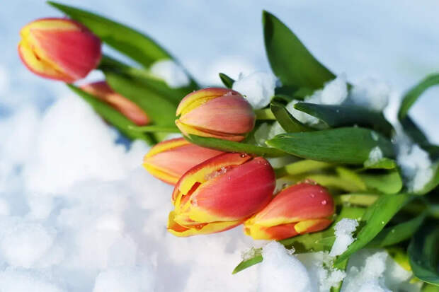 Школьнику в Нижнем Новгороде не хотели продавать цветы для мамы к 8 Марта