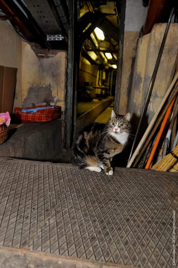 Кошки в подвале дома. Эрмитажные коты в подвалах Эрмитажа. Эрмитажные коты в подвале. Эрмитажные коты экскурсия. Эрмитаж коты в подвале.