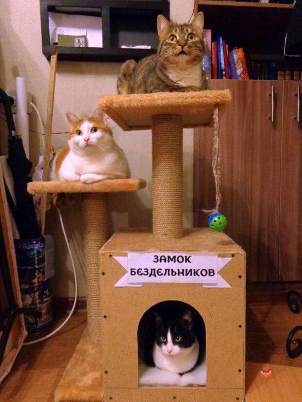 изображение: Замок бездельников #Котоматрицы
