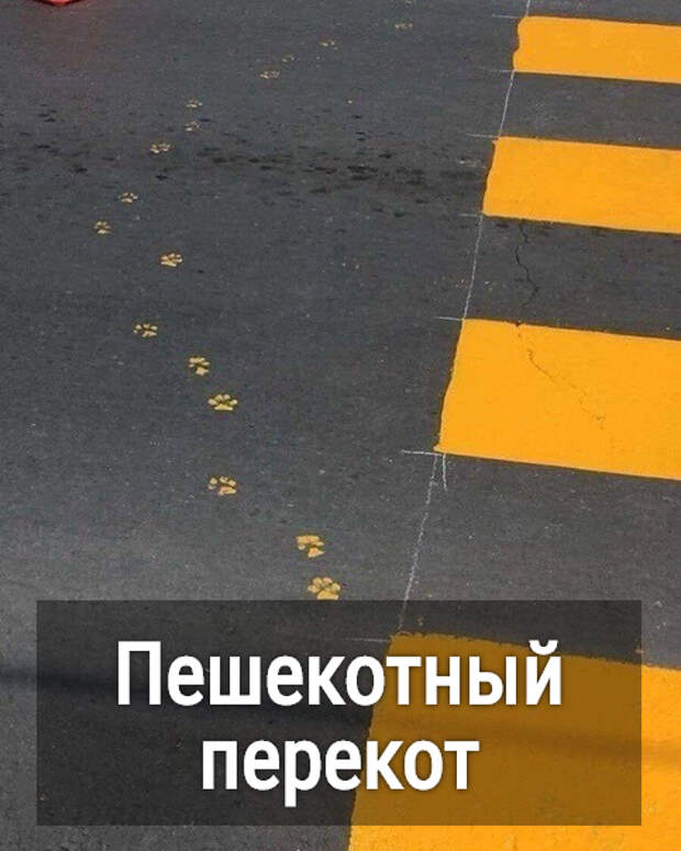 изображение: Пешекотный перекот #Котоматрицы