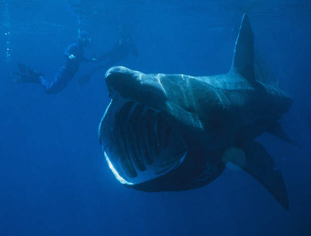 Кто такие исполинские акулы и почему они вымирают