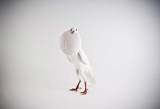 NewPix.ru - Потрясающие фотографии голубей от Ричарда Бейли