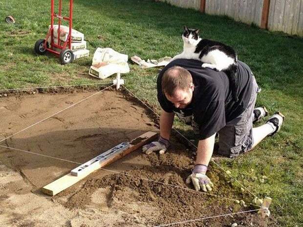 Коты, которые и не подозревают, что у вас есть личное пространство (15 фото) Коты, которые и не подозревают, что у вас есть личное пространство (15 фото)