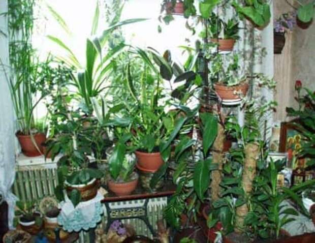 Домашние растения - полезная информация