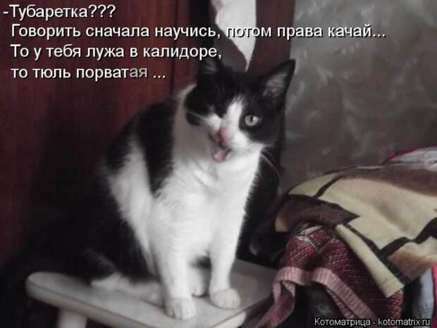 Лучшие котоматрицы недели Лучшие котоматрицы недели