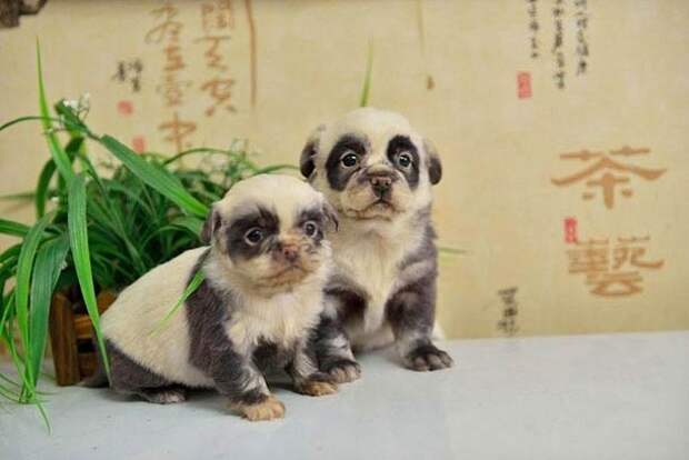 щенки, Китай, выглядят, окрас, как, панды