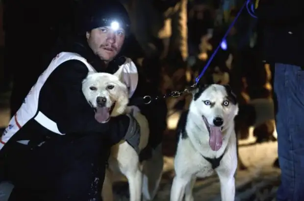 Plemeno husky (34 fotografií)